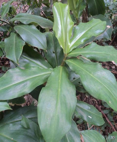 Photograph from natural habitat