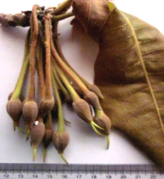 Macroscopy of Madhuka indica Gmel. Flowers